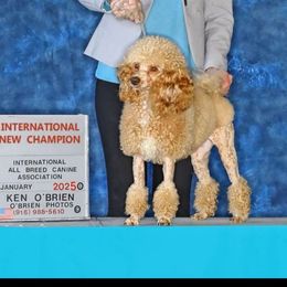 Peach - Poodle