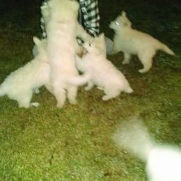 Berger Blanc Suisse and German Shepherd Puppies from Vom Hundhaus German Shepherds