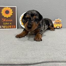 Rosie - Dapple female Dachshund puppy in Wayland, Iowa from CR Kennels
