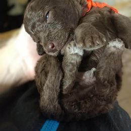 Poodle Puppies from APAW Poodles
