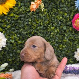 Sassy pants - Fawn (isabella) and tan female Dachshund puppy in Jackson, Tennessee from BlackPine Kennels