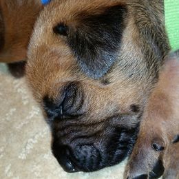 Rhodesian Ridgeback Puppies from Lower Ridge Farm