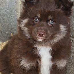 Boy 2 - Chocolate male Pomsky puppy in Gladstone, Virginia from Rustic Charms Miniature Huskys
