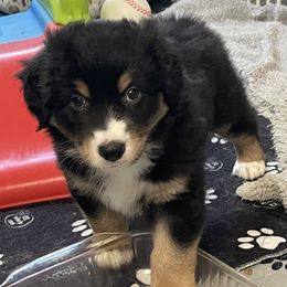 Black Tri Male Boy - Black tri-color male Australian Shepherd puppy in Diamond Springs, California from Two Rivers Aussies