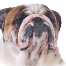 Brad - Bulldog