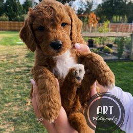 Goldendoodle Puppies from BasilBella’s Doodles