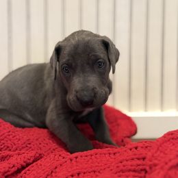 Uno - Blue female Great Dane puppy in Elkton, Kentucky from Oak View Danes