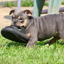 Bluey - Blue tri-color male Bulldog puppy in Zionsville, Indiana from Midwest Bulldogs
