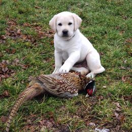 Labrador Retriever Puppies from Lonedove Kennels