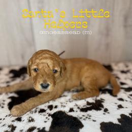 Gingerbread - Apricot male Goldendoodle puppy in Houston, Texas from Golden Life Doodles