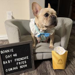 French Bulldogs from Amanda LaFont