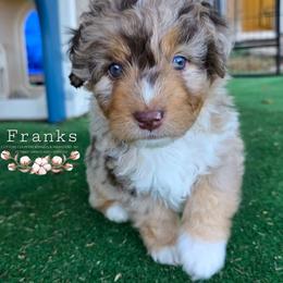 Franks - Brown merle male Aussiedoodle puppy in Vinemont, Alabama from Cotton Country Kennels