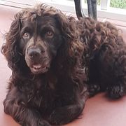 Boykin Spaniels from Sunstar Kennel