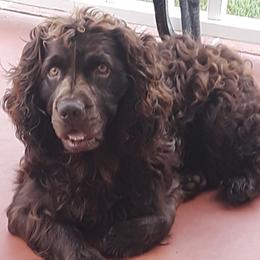 Boykin Spaniels from Sunstar Kennel