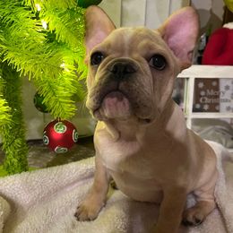 Cream boy - Cream male French Bulldog puppy in Nevis, Minnesota from Faithful Acres French Bulldogs