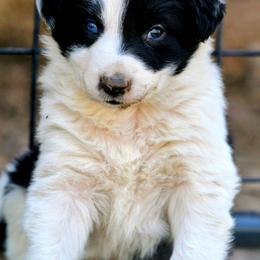 Iggy - Black and white male Border Collie puppy in Custer, South Dakota from Pinpoint Border Collies