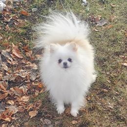 Frappé - Pomeranian