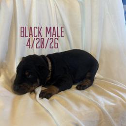 Beignet - Black and rust male Doberman Pinscher puppy in Wellington, Ohio from Jessie (TDD, llc)