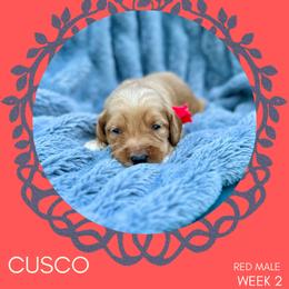 Goldendoodle Puppies from Locust Hill Goldendoodles