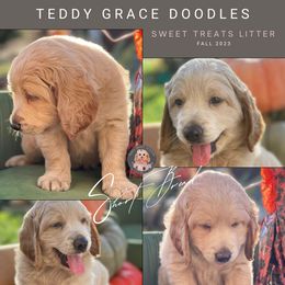 Goldendoodle Puppies from Teddy Grace Doodles