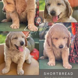 Goldendoodle Puppies from Teddy Grace Doodles