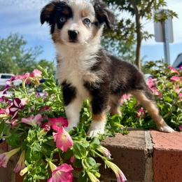 Myrtle - Blue merle female Miniature Australian Shepherd puppy in Clarkesville, Georgia from North Georgia Gems