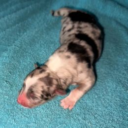 Tomorrow - Blue merle female Australian Shepherd puppy in Chaplin, Connecticut from Mystic Moon