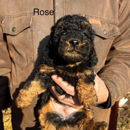 Rose - Phantom female Poodle puppy in Centralia, Illinois from Brick Hill Ranch