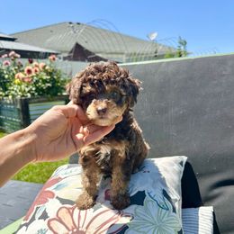 D A L I A H - Teddy Bear - est 5-8 lbs - Tri-color female Yorkipoo puppy in Pleasant View, Utah from Anchor Dogs