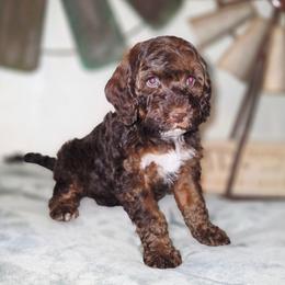 Woody - Sable and white male Cockapoo puppy in Indiahoma, Oklahoma from Phamily Doodles