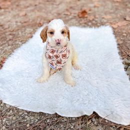 Graham Bear - Parti male Goldendoodle puppy in Jamestown, Kentucky from Dreamy Goldendoodles
