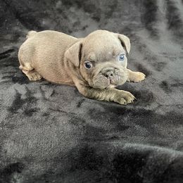 Companion Cross Puppies from BULLDOGS