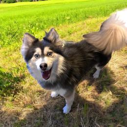 Moxie - Pomsky