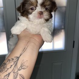 Shih Tzu Puppies from It’s a Shih Tzu world