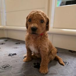 Poppy - Apricot female Goldendoodle puppy in Summerfield, North Carolina from Lila's Teddybear Goldendoodles