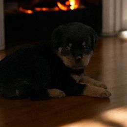 Trouble - Black and tan male Rottweiler puppy in Detroit, Michigan from Rottweiler Land