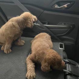 Labradoodles from Mode’s Doodles