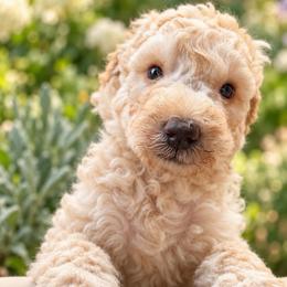 Polar - Cream male Goldendoodle puppy in Millville, California from Hope Lane Kennels