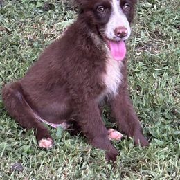 Cooper - Red male Miniature Australian Shepherd puppy in Hokes Bluff, Alabama from Alegria Toy Aussies