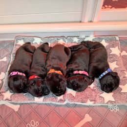 2nd pick male - Black male Cane Corso puppy in Branson, Missouri from Silver Summit Cane Corso