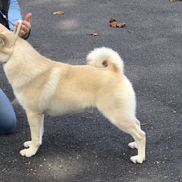 Norwegian Buhunds from Trollheimen Kennel