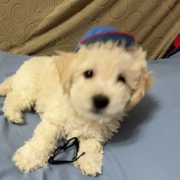 Rossi- Yellow Collar - White male Bichon Frise puppy in 63101 (St. Louis Metro Area), Missouri from BichonSTL