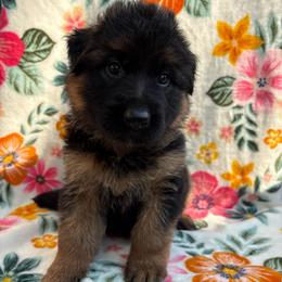 Nehi - Black and red female German Shepherd puppy in Coplay, Pennsylvania from By My Side Germans Shepherds & Dobermans