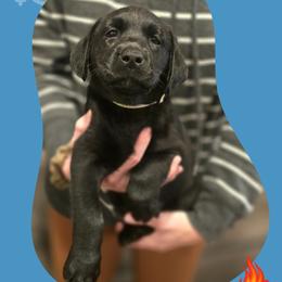 Joy - White Collar - Black female Labrador Retriever puppy in Sumerduck, Virginia from Cedar Mountain Retrievers