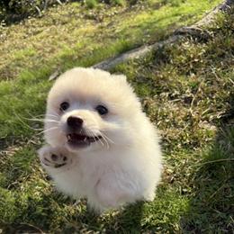 Suede - Cream parti male Pomeranian puppy in University City, Missouri from Textilepoms