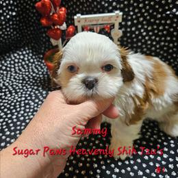 Sammy 1st born - Sable and white male Shih Tzu puppy in Havelock, North Carolina from Sugar Paws Heavenly Shih Tzu’s