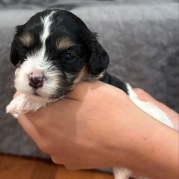 Jasmine - Tri-color female Cavachon puppy in Awendaw, South Carolina from LierChonPoo