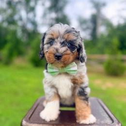 Johnny Cash - Blue merle male Aussiedoodle puppy in Chattanooga, Tennessee from Remedy Ranch Aussiedoodles