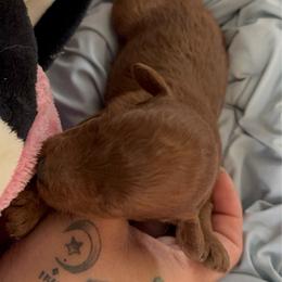 Chucky Finster - Red male Cavapoo puppy in Salem, Oregon from Oregon Poodle Oodle Doodles