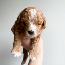 Justice - female Cavapoochon puppy in Morris, Pennsylvania from Heartland Puppies